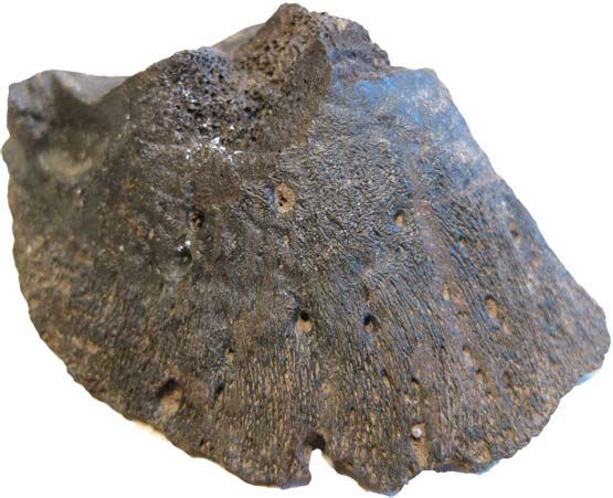 socken, Malmö Uppdrag Osteologi Institutionen för
