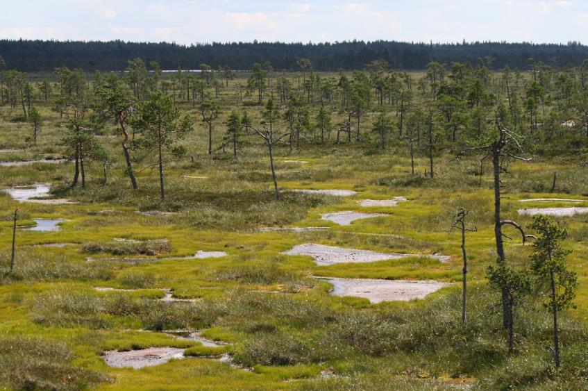 FCG DESIGN OCH PLANERING AB Mikonkeidas vindkraftspark 169 Bild 10.27. Del av Mustansaarenkeidas som ingår i Naturaområdet Haapakeidas och i myrskyddsprogrammet. (Foto: Tiina Mäkelä/FCG) 10.5.