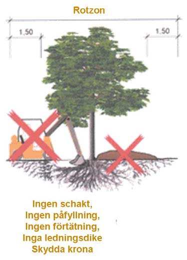 26 Krondiametern mättes på de nyinventerade träden. Detta för att den utgör ett viktigt verktyg för att skydda och bevara ekarna på rätt sätt.