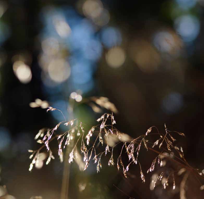 Hestra Sjögläntan 30 naturnära