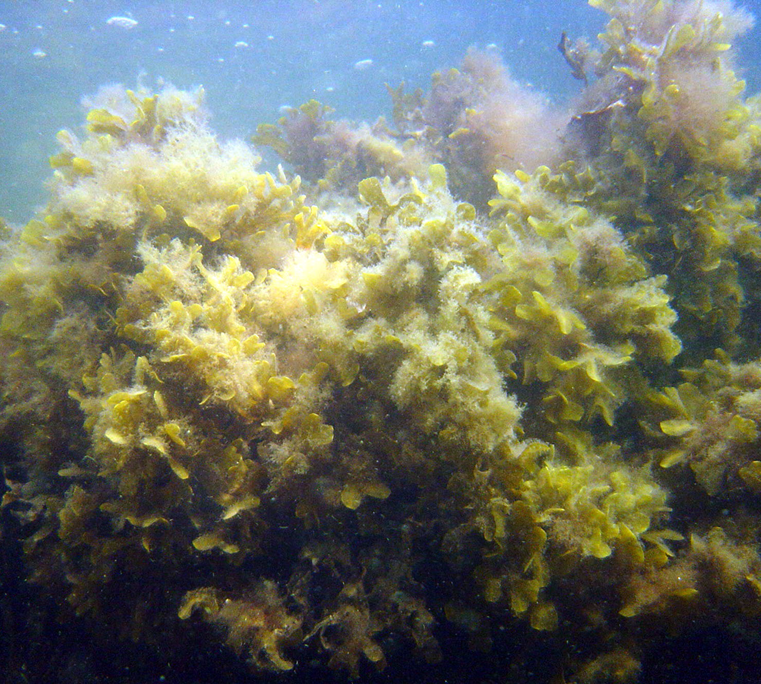 Undervattensvegetation på 5 platser i Sankt Anna