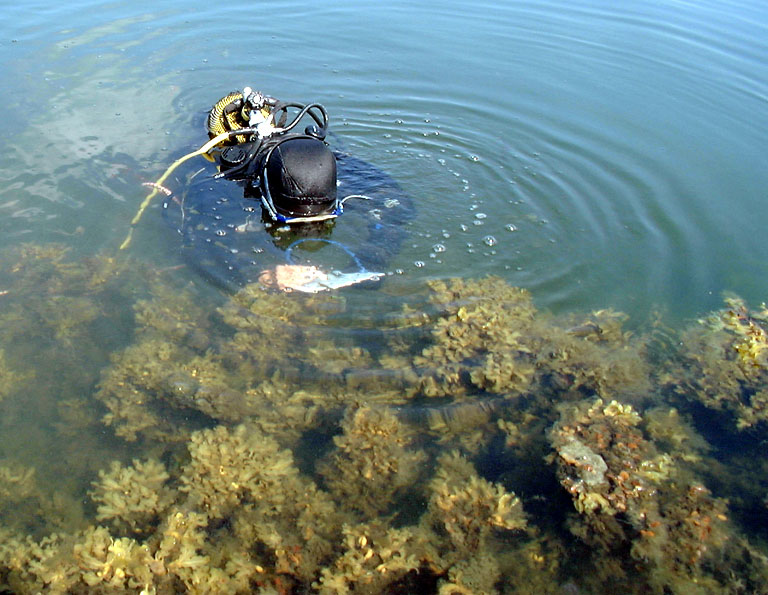Bild 2. Inventering av blåstångsbälte. Foto Jonas Edlund. Under dyket noterades uppgifter om bottentyp, löst sediment, vegetation samt allmänt förekommande djurarter.