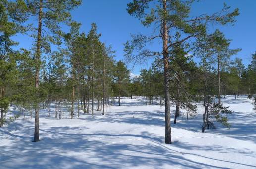 Prokon Wind Energy Finland Oy Storbötet vindkraftpark 54 de områden där planerade servicevägar och jordkablar ska placeras består till största dels av unga ekonomiskogar.