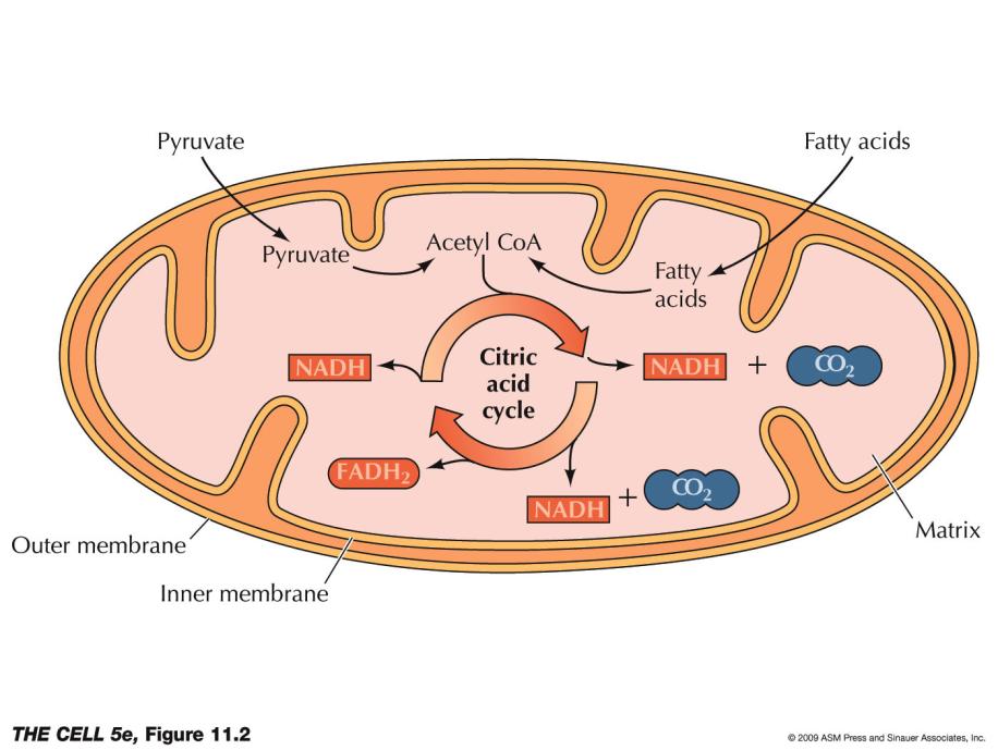 I mitokondrien sker syntes av ATP (adenosin trifosfat) och många andra metabola processer.