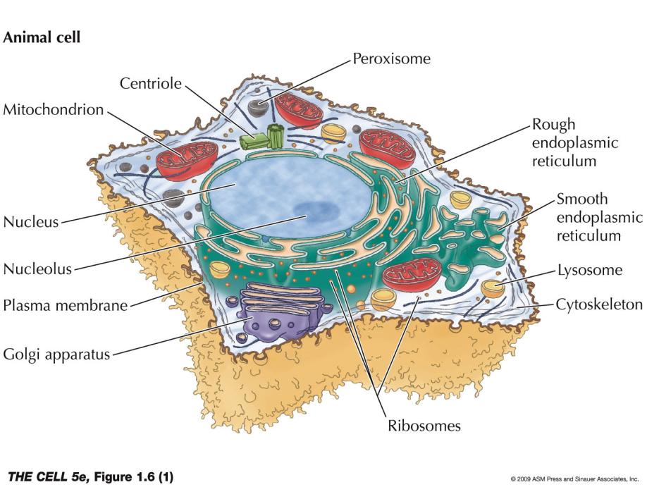 Cellens uppbyggnad och funktion, översikt Föreläsningen ger en översiktlig presentation av den eukaryota cellen (eu caryon = sann kärna) och dess organeller. Figure 1.