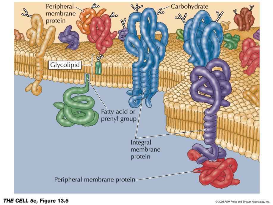 Plasmamembran Uppbyggt av dubbelt lager av lipider (fosfolipider, glykolipider, kolesterol) med proteiner insprängda.