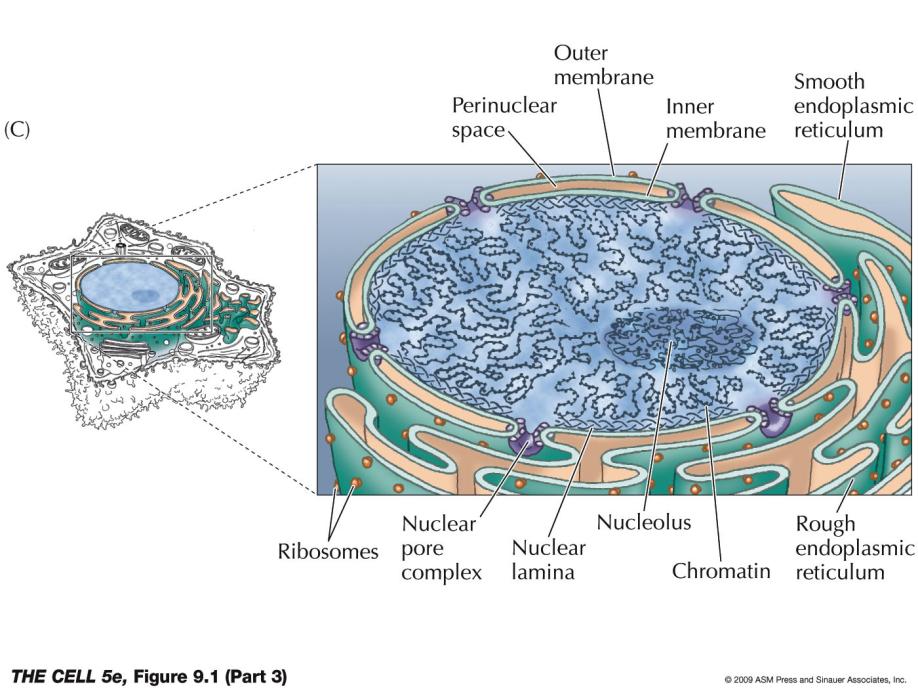 Kärna (Nukleus) Upptar ~ 10% av cellvolymen. Avgränsas från cytoplasman med kärnhölje och genom kärnhöljets kärnporer sker kommunikation med cytoplasman.