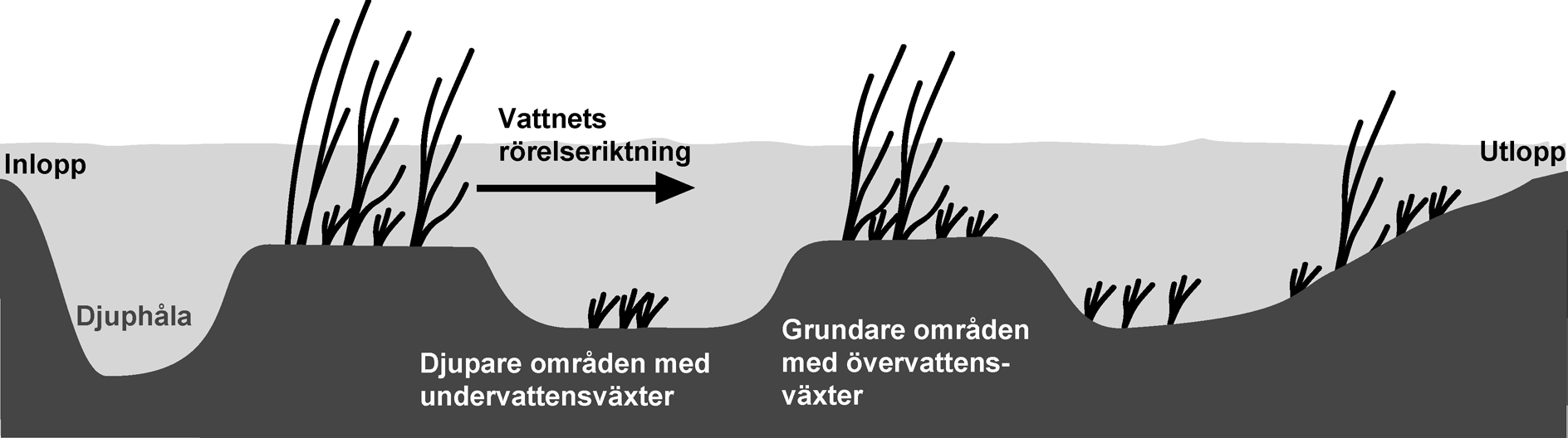 1993 i Persson 1998). Detta förklaras med att det är lättare att uppnå en hög hydraulisk effektivitet i mindre våtmarker. 5.3.2 