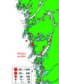 Figure 18. Midwinter distribution of Red-breasted merganser Mergus serrator in Sweden 2015 with details for a part of the Swedish west coast.