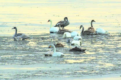 Tufted Duck Vigg Whooper and