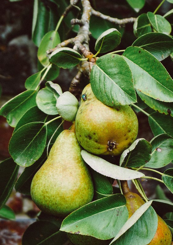 Kalciumrik kost Kalciumrik kost minskar risken för: frukt frukt minskar risken för: Lungcancer Mun- och halscancer Vitlök Vitlök minskar risken för: kostfiber Fiberrika livsmedel minskar risken för: