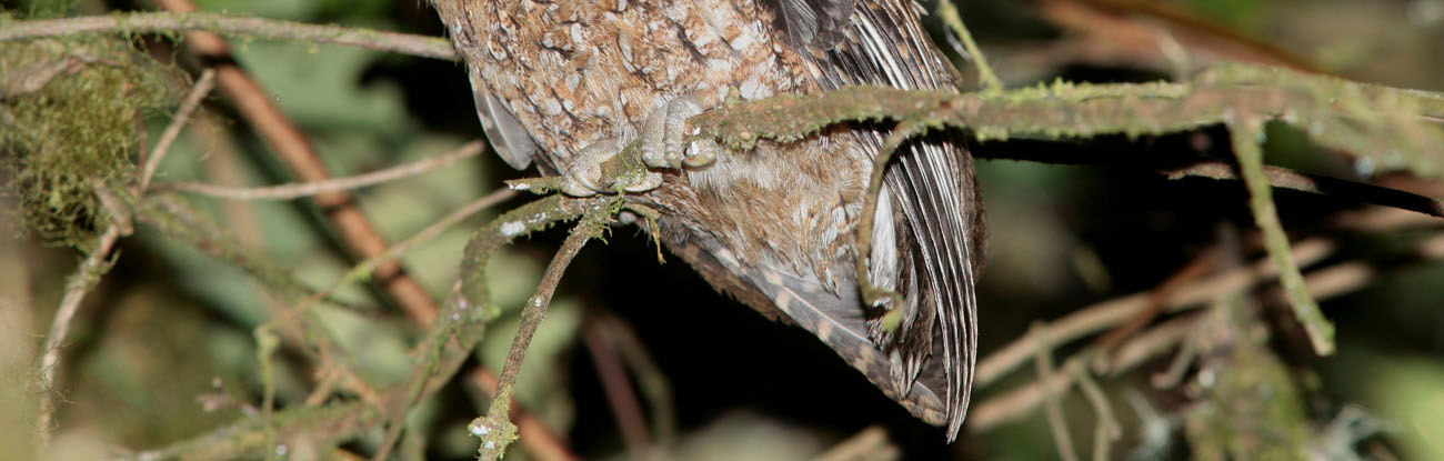 Bare-shanked Screech-Owl vid Mirador de Quetzales.