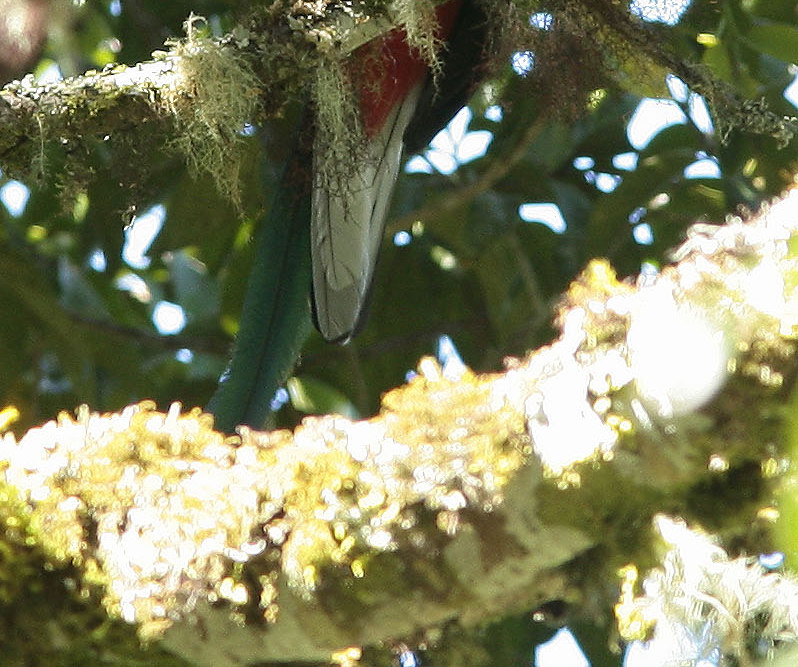 fönstret och i ett träd hoppade en Rufous-browed Peppershrike. Efter frukost var det så dags för en vandring upp till molnskogen.