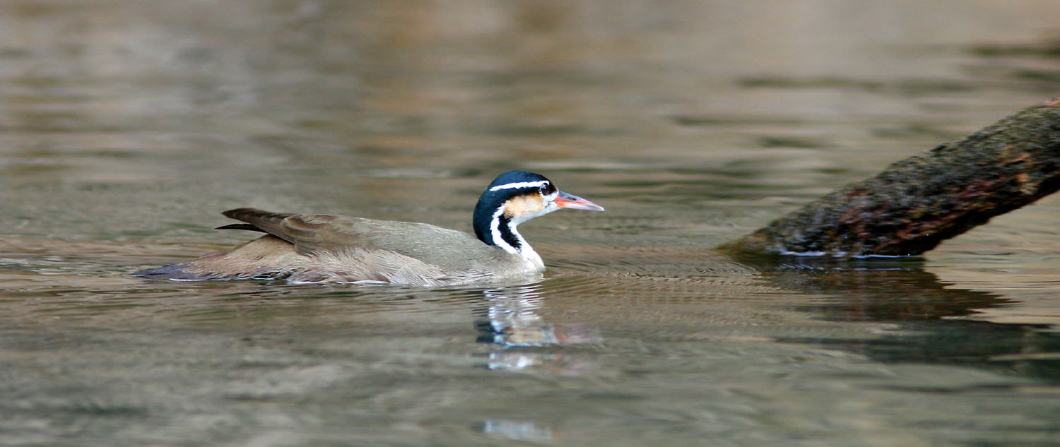 Vi såg en Sungrebe på vår lyckade båttur på floden Sarapiqui. Foto: Tommie Fagerberg förgäves skåda efter Sungrebe och Sunbittern.