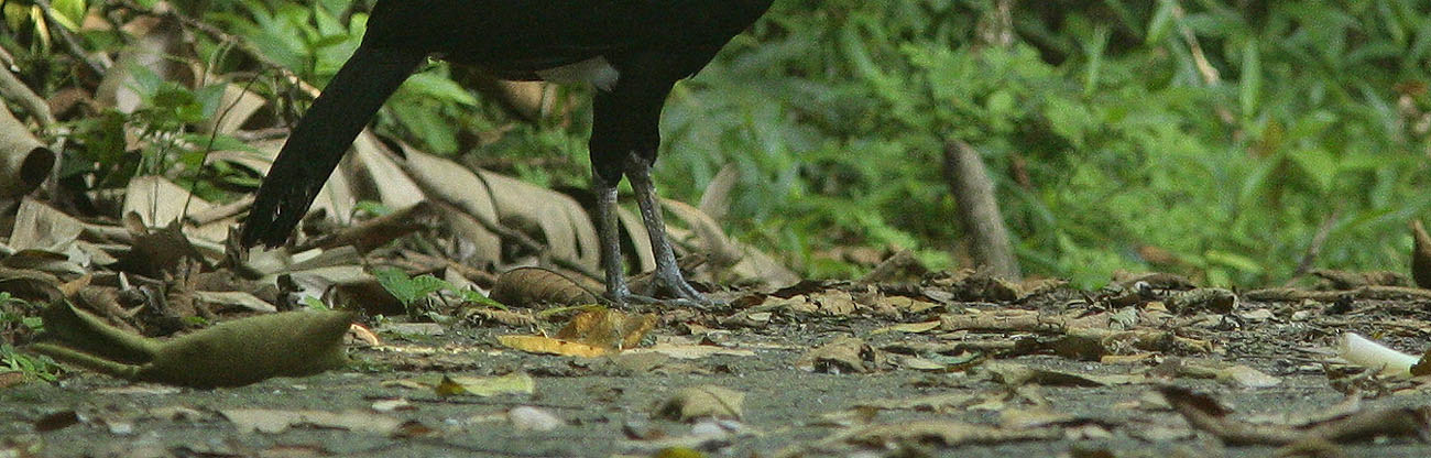 En hane av den ståtliga Great Curassow i La Selva. grusvägen vi går på, den används bl.a till färgning och smaksättning av mat samt mot spindelbett.