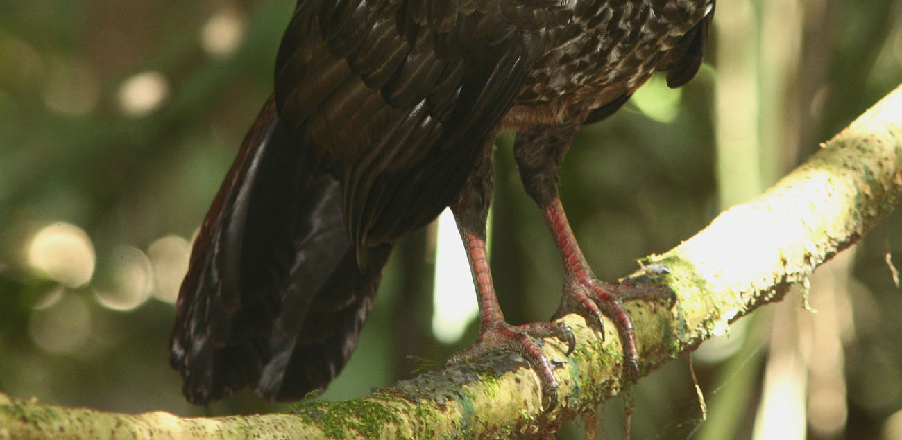 53. Red-tailed Hawk Buteo jamaicensis 1 ex Cerro Muerte 8/2, 1 ex Savegre Lodge 9-11/2 54. Ornate Hawk-Eagle Spizaetus ornatus 1 ex La Amistad 7/2 55. Northern Crested Caracara Caracara cheriway 56.