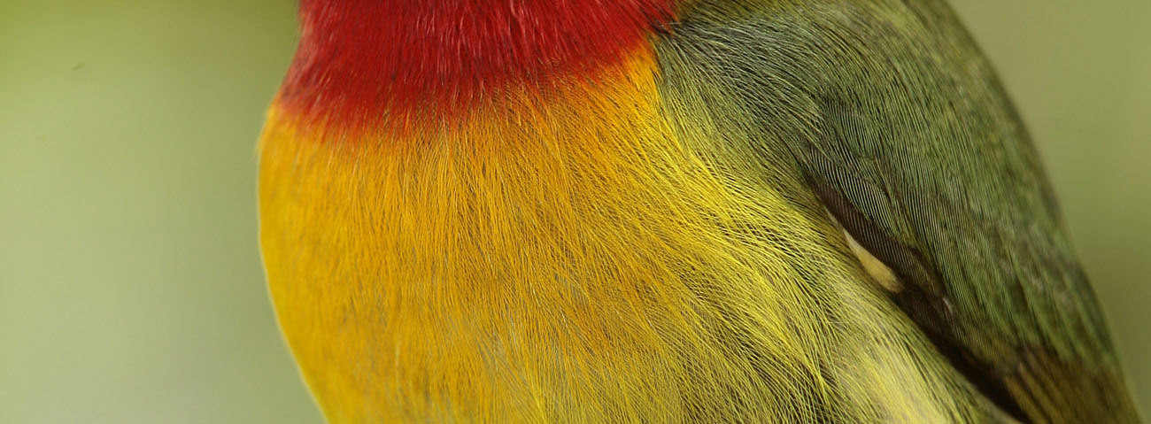 193. Orange-bellied Trogon Trogon aurantiiventris 2 ex i Arenal 30/1, 2 ex i La Amistad 6/2 194. Black-throated Trogon Trogon rufus 1 ex Carara 2/2, 1 ex Rancho Naturalista 11-12/2 195.