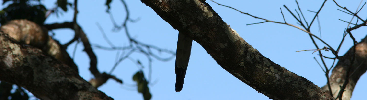 White-throated Magpie-Jay. Tawny-capped Euphonia, Green Honeycreeper, Emerald Tanager med vanliga arter som Palm, Blue-gray och Passerini s Tanager.