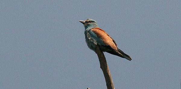 93. Nattskärra Caprimulgus europaeus 1 Vadu 19/5 94. Tornseglare Apus apus Mindre allmän 95. Kungsfiskare Alcedo atthis 18 Donaudeltat 14/5, 5 Donaudeltat 17/5 96.