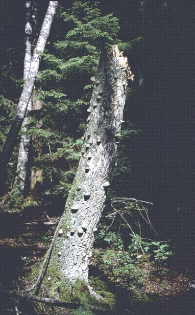 Mattias Jonsson Ent. Tidskr. 126 (2005) a b Figur 1. Björkstubbe med fruktkroppar av fnöskticka, Fomes fomentarius. Birch stump with fruiting bodies of Fomes fomentarius.