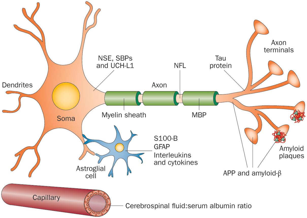 (2013) Biomarkers of mild traumatic brain injury in