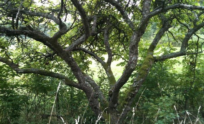 Vi behöver en ny skogspolitik några utgångspunkter Bygga på att skogen har många olika värden, varav råvara till skogsindustrin endast är en.