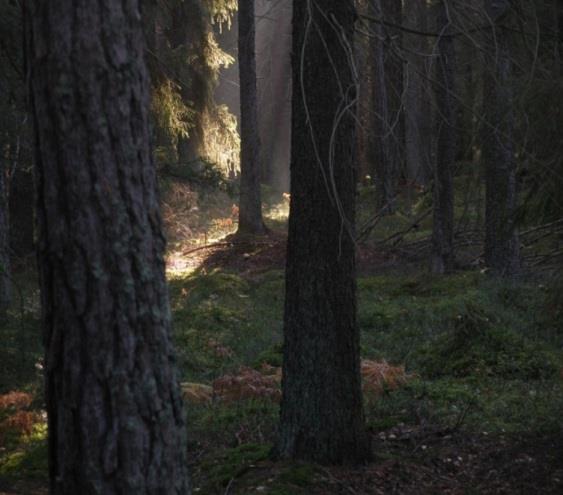 Några slutsatser - Gärna biobaserat samhälle. Men inte på bekostnad av andra miljömål. Fixa markanvändningen = den stora utmaningen.