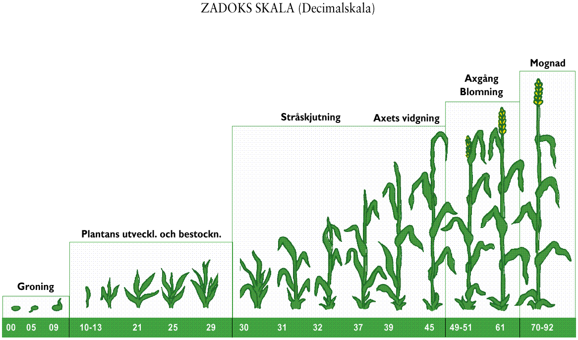 Gödsling Zadocks skala N-Sensor givan styrs av grödans