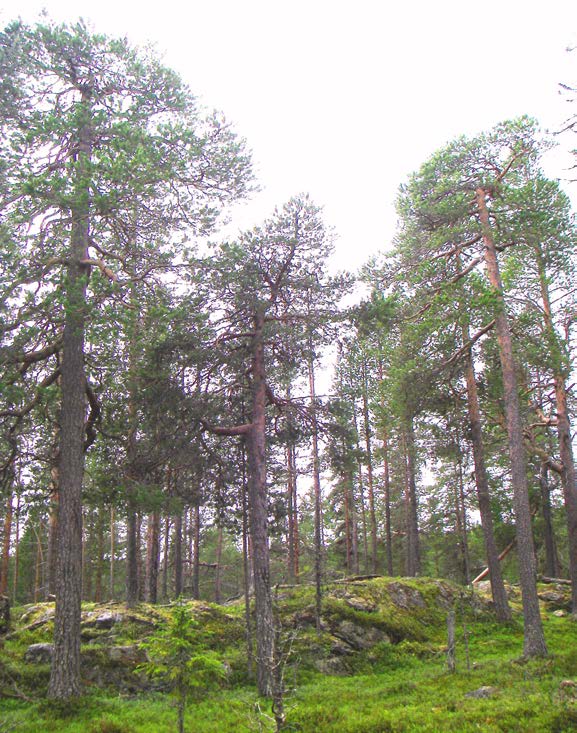 Beslut Datum 2015-06-08 511-8197 - 14 Dnr (anges vid skriftväxling) 1 / 12 Enligt sändlista Beslut för bildande av Björnhåbergets naturreservat Uppgifter om naturreservatet Naturreservatets namn: