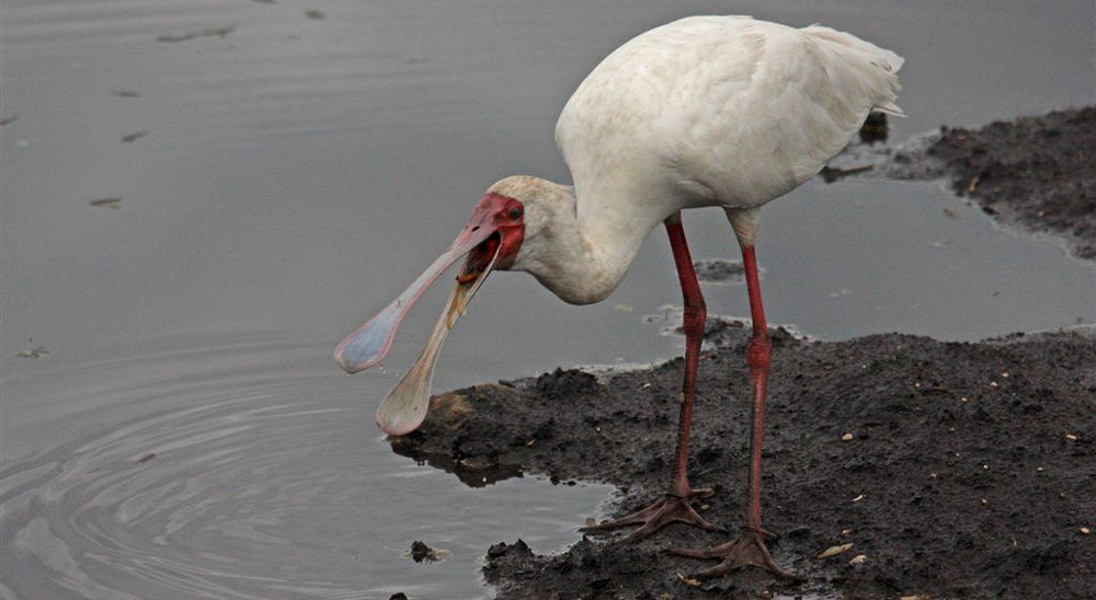 Afrikansk skedstork. allt för djur när vägen gick parallellt med våtmarker och öppna ytor.