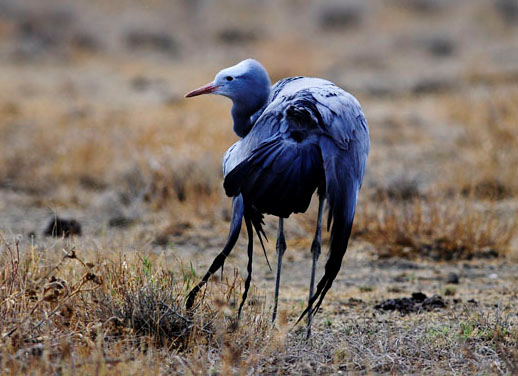 76. Small Buttonquail Turnix sylvaticus 1 ex Etosha7/11. 77. Black Crake (korprall) Amaurornis flavirostris 10 ex Etosha NP 7/11samt 1 ex Chobe NP 12/11. 78.