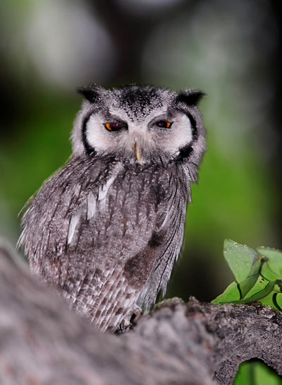 166. Pearl-spotted Owlet Glaucidium perlatum 2 ex Waterberg 4/11, 4 ex Island View Lodge 10/11. 167. African Scops-Owl Otus senegalensis 1 ex Swakopmund 2/11. White-faced Owl.
