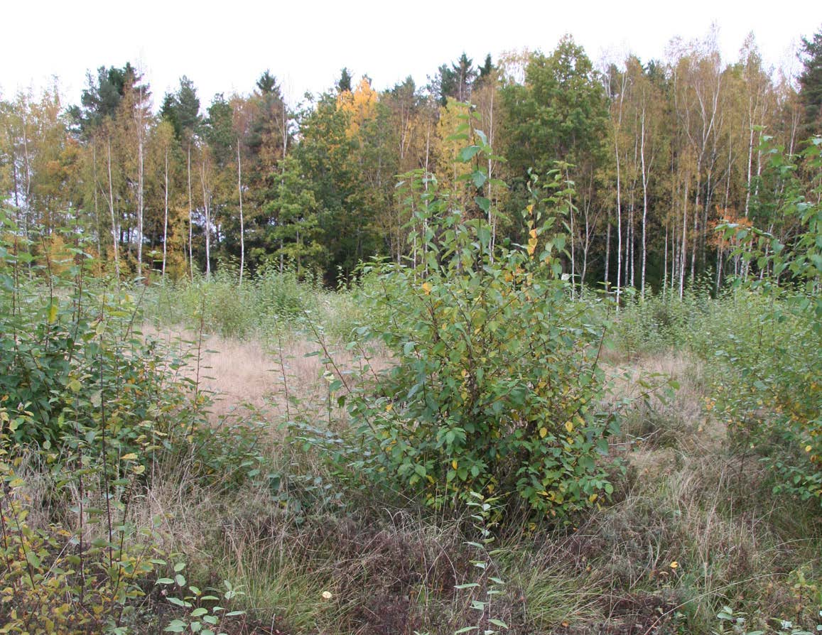 Gödsling runt poppelstubbar med stubbskott Fertilization around poplar stumps with