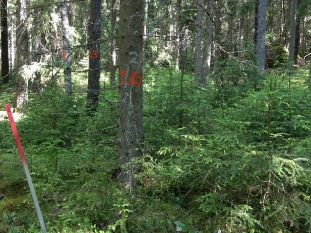 Bilaga 7 105 Linhöjden,