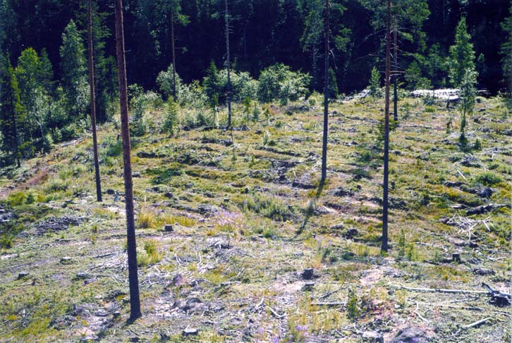 Fig 4. Sönderkörd stenåldersboplats vid Lockstaåns inlopp i Lockstasjön, Raä nr 144, Björna sn.