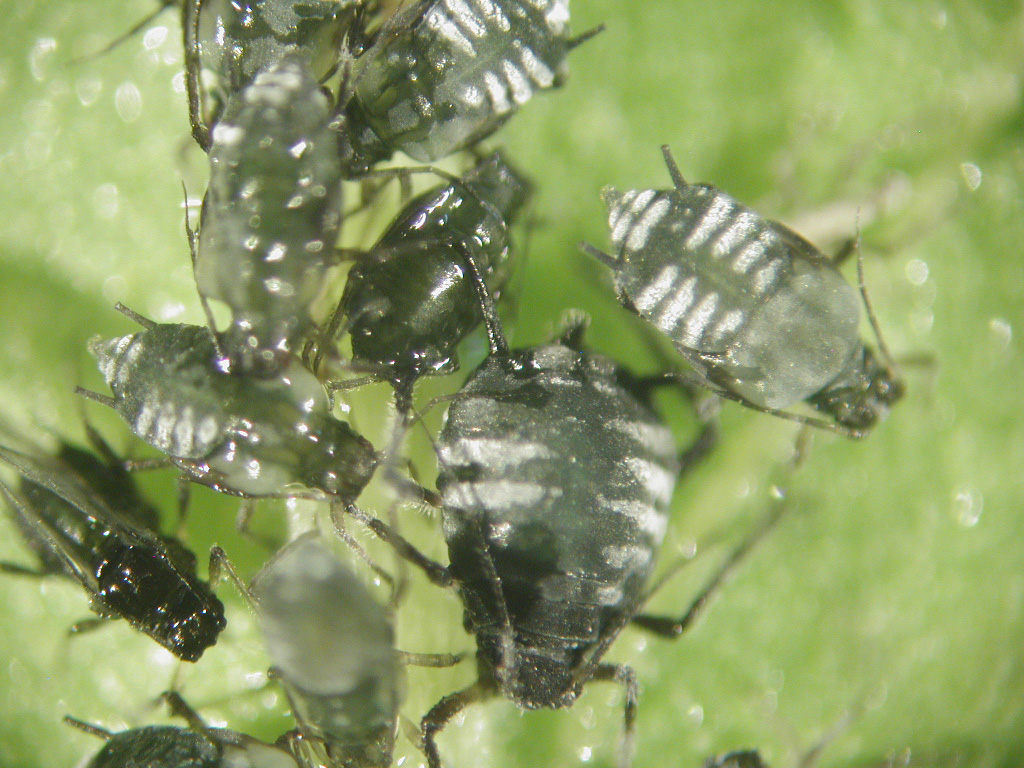 Bekämpning med hjälp av olja och såpa har bäst effekt på mjukhudade insekter vilket betyder att det främst är de första larvstadierna och äggen man bör rikta bekämpningen mot.