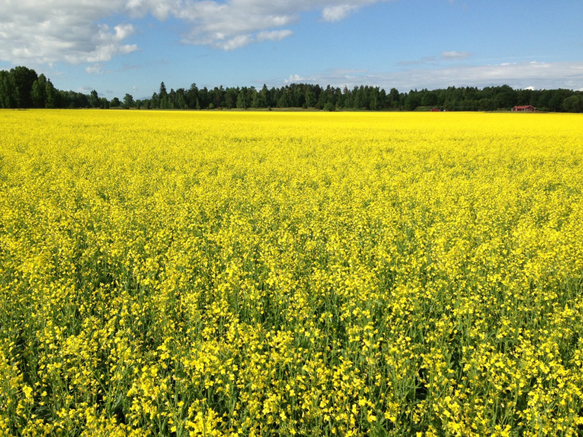 Optimering av reducerad bearbetning högre skörd till lägre kostnad Optimizing reduced tillage higher yields at lower costs Nils Wiklund
