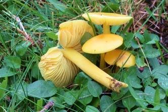 NATURVÅRDSBRÄNNING I GRÄSMARKER - EN JÄMFÖRANDE STUDIE AV BETE, BRÄNNING OCH