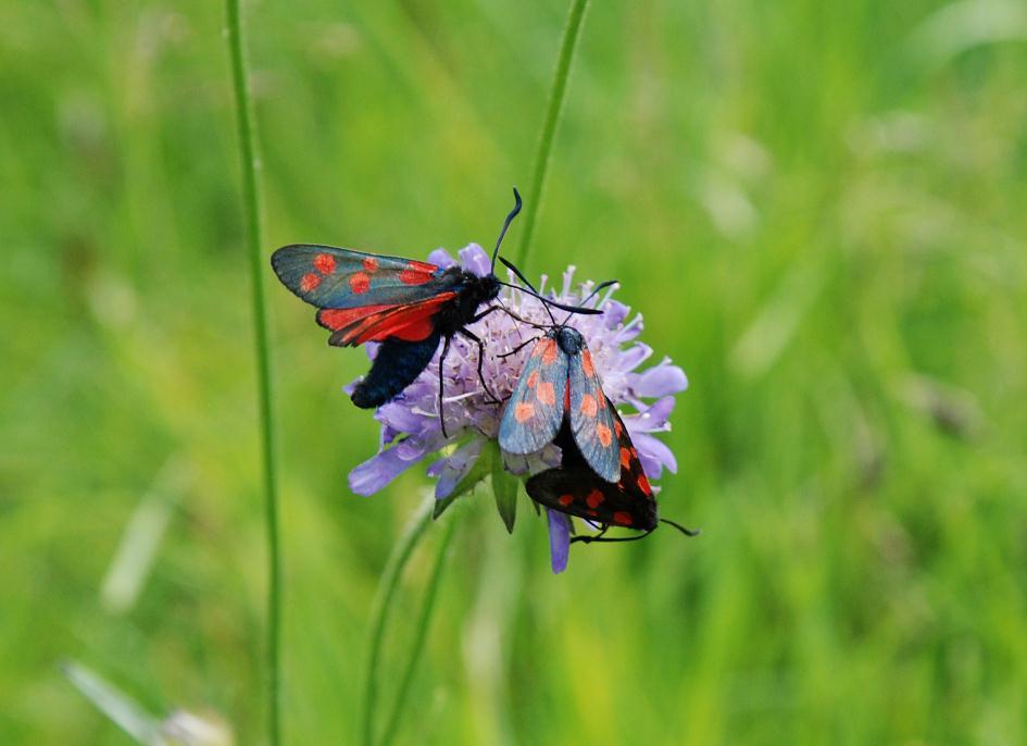 Insekter gynnas mest av bränning Totalt noterades 26 av de 31 eftersökta artgrupperna insekter.