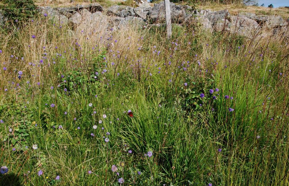 De brända ytorna blommade rikligt även under sensommaren och insektslivet var rikt. Påfågelögat i mitten av bilden utnyttjar den rikliga tillgången på nektar från ängsvädd.