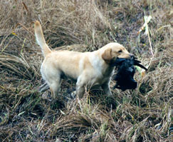 Labradoren - en perfekt jaktkamrat för den som behöver en apporterande fågelhund vare sig det rör sig om stora fasanklappjakter eller om att hitta ensamjägarens enstaka fällda sträckänder i