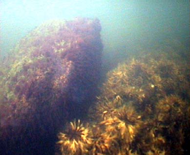 största vattendjupet, 38 meter, återfinns på ett avstånd av 28 km från strandkanten. Vid 33 km grundar det upp mot flaket. 5.1.