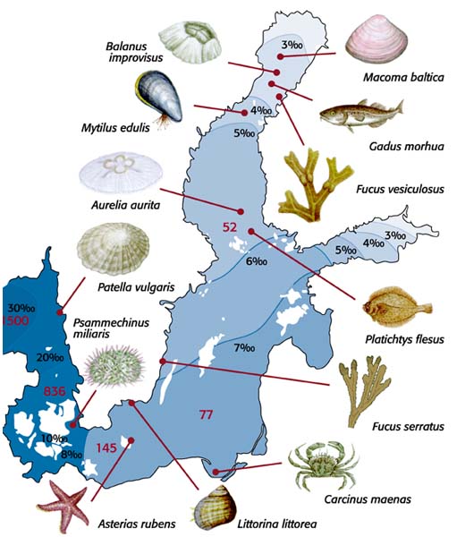 Östersjön Låg salthalt Låg biodiversitet Hög