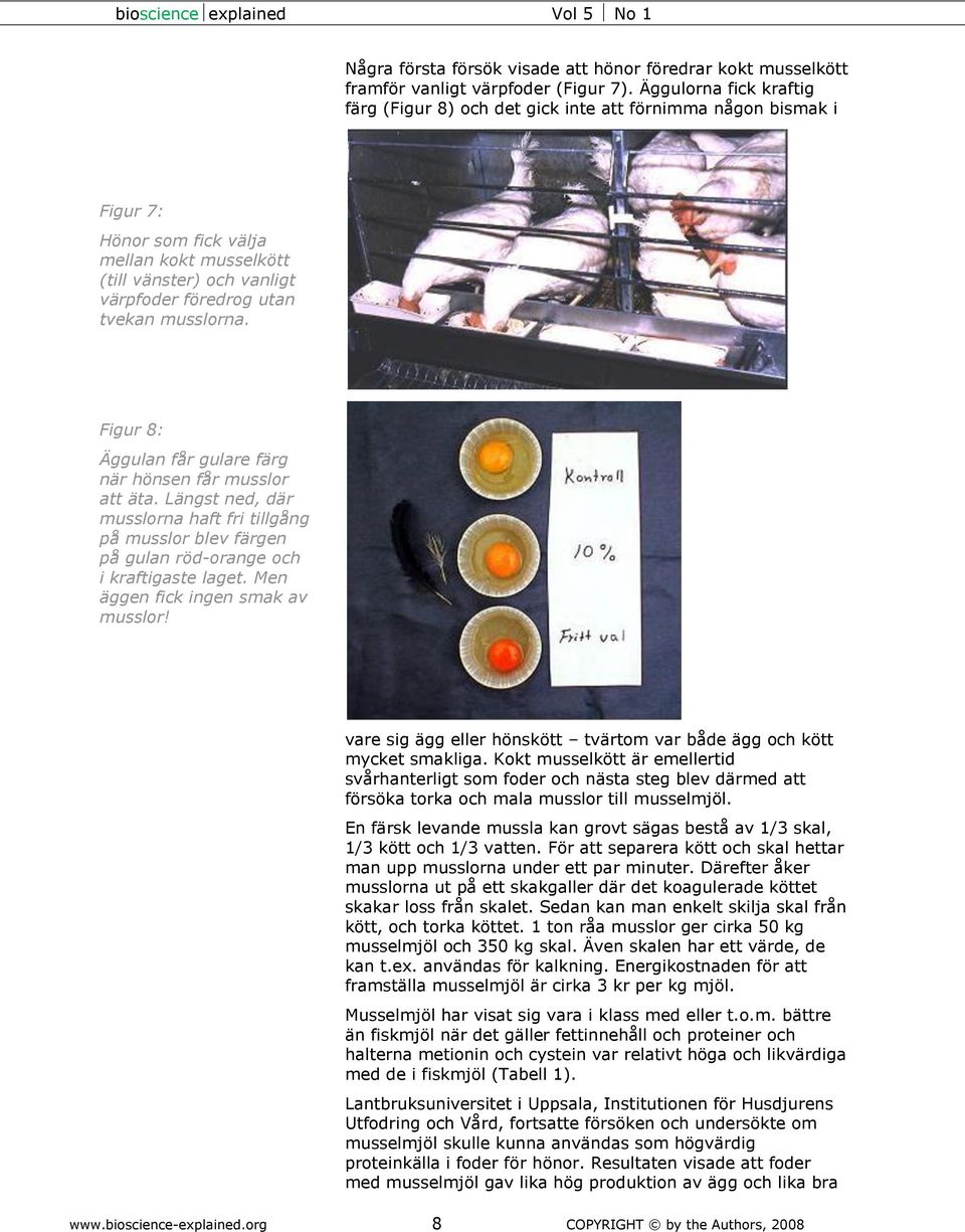 musslorna. Figur 8: Äggulan får gulare färg när hönsen får musslor att äta. Längst ned, där musslorna haft fri tillgång på musslor blev färgen på gulan röd-orange och i kraftigaste laget.