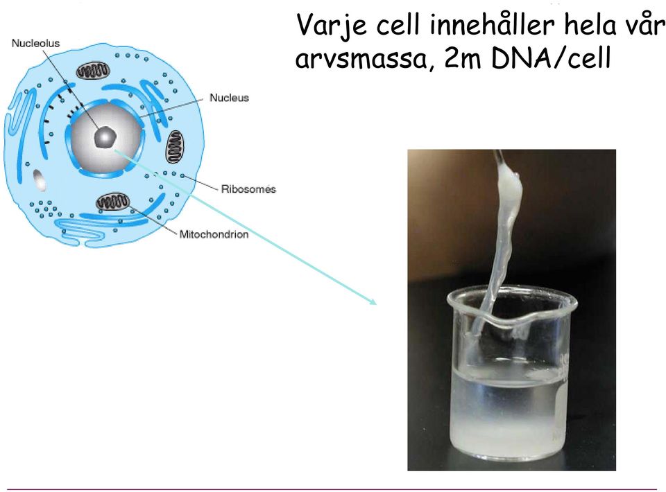 hela vår