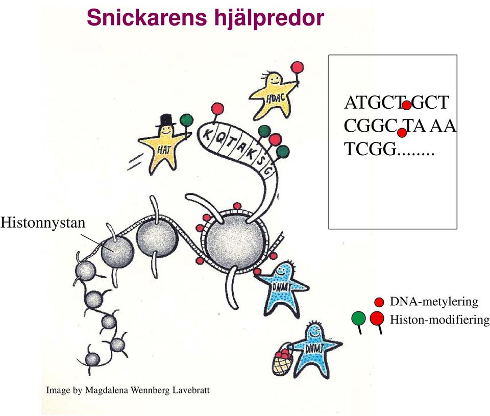 .. Histonnystan DNA-metylering