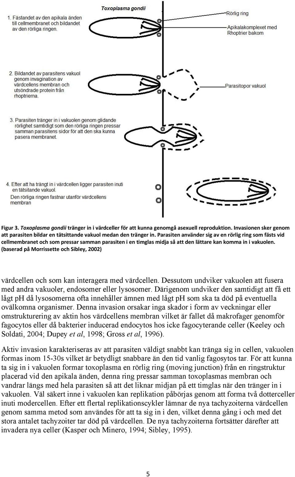 (baserad på Morrissette och Sibley, 2002) värdcellen och som kan interagera med värdcellen. Dessutom undviker vakuolen att fusera med andra vakuoler, endosomer eller lysosomer.