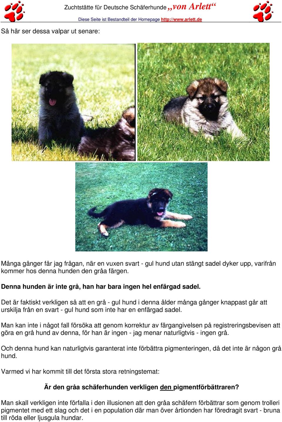 Det är faktiskt verkligen så att en grå - gul hund i denna ålder många gånger knappast går att urskilja från en svart - gul hund som inte har en enfärgad sadel.