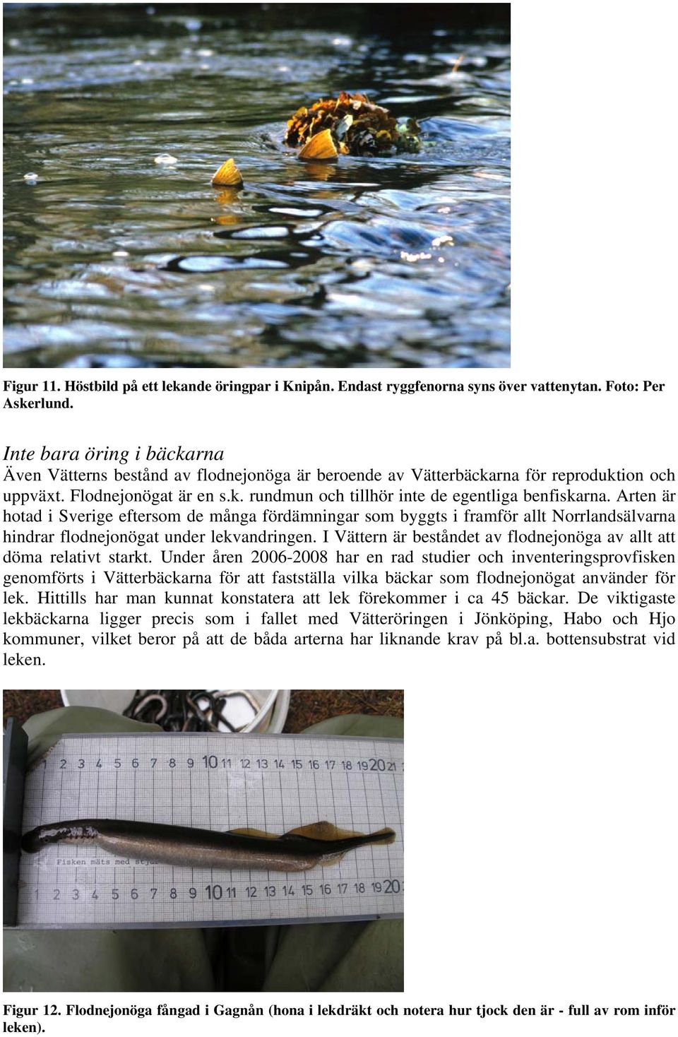 Arten är hotad i Sverige eftersom de många fördämningar som byggts i framför allt Norrlandsälvarna hindrar flodnejonögat under lekvandringen.