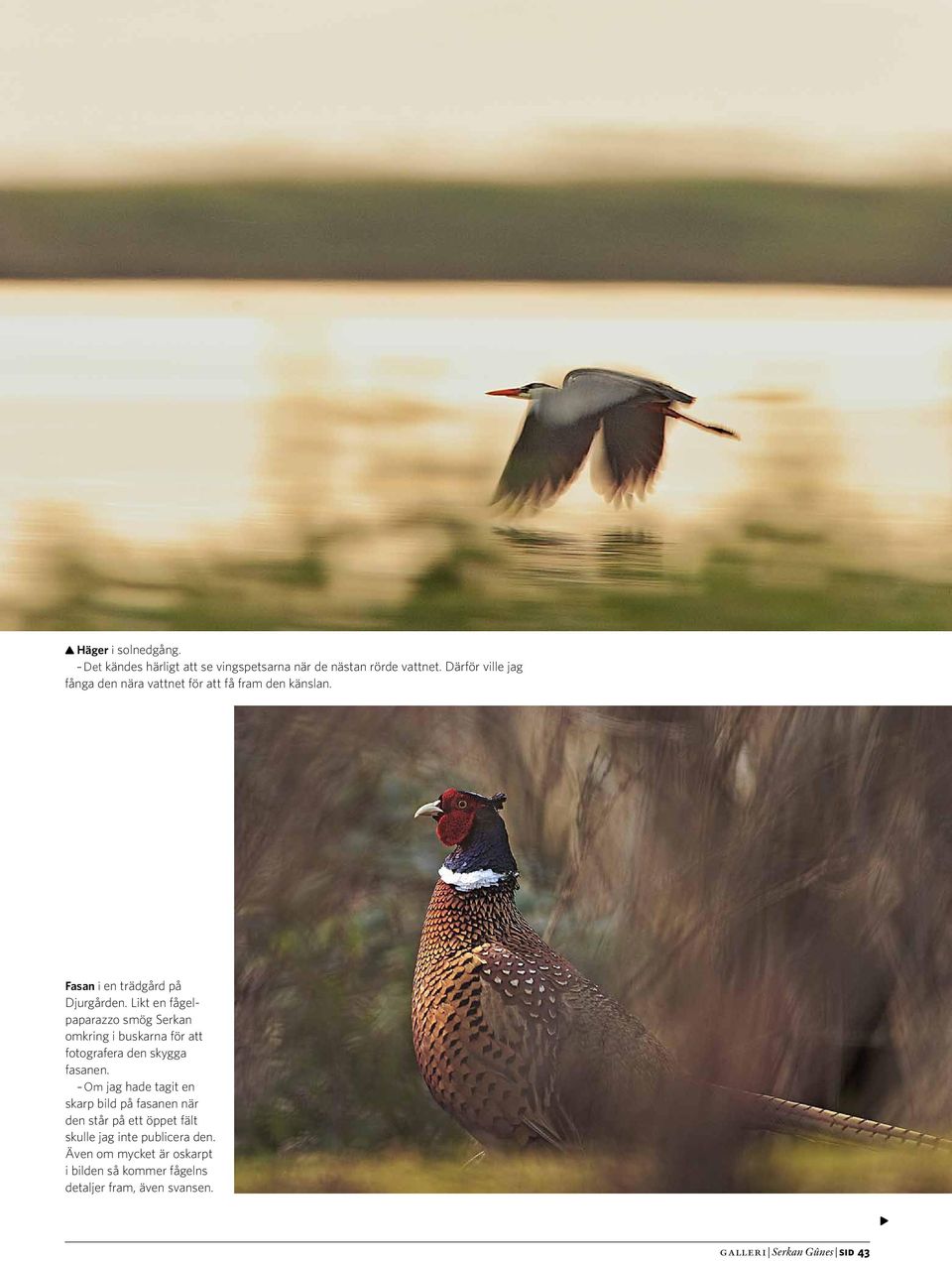 Likt en fågelpaparazzo smög Serkan omkring i buskarna för att fotografera den skygga fasanen.